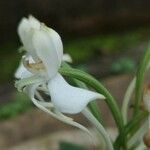 Habenaria procera Flor