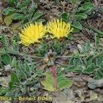 Centaurea acaulis Habitat