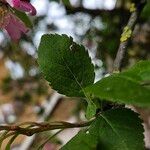 Malus spectabilis 葉