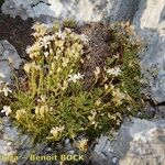 Saxifraga trifurcata Habitus