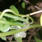 Aristolochia littoralis خشب