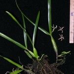 Prosthechea abbreviata Іншае