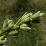 Veronica fruticans Frutto
