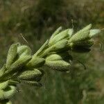 Veronica fruticans Fruit