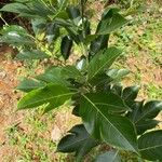 Artocarpus heterophyllus Fuelha