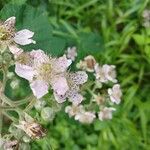 Rubus scaberFlower