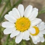 Anthemis maritima 花