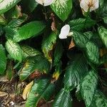 Spathiphyllum wallisii Flower