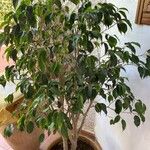 Ficus retusa Hoja