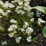 Saxifraga fragosoi Blüte