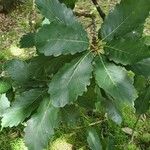 Quercus aliena 葉
