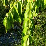 Inga edulis Leaf