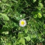 Erigeron glabellus Levél