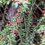 Cotoneaster microphyllus 果