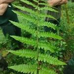 Dryopteris remota ഇല