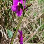 Talinum portulacifolium Blüte