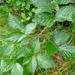 Rubus sprengelii その他の提案