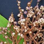 Miconia punctata Ffrwyth