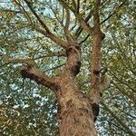 Platanus × hispanica Habitat