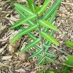 Euphorbia lathyris Lehti