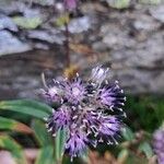 Saussurea alpina Flower