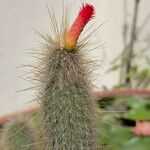 Cleistocactus hyalacanthus Kwiat