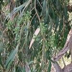 Eucalyptus gomphocephala Fruit
