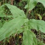 Hieracium prenanthoides Leaf