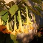 Brugmansia suaveolens फूल