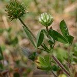 Trifolium leucanthum 其他