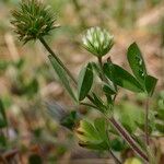 Trifolium leucanthum Beste bat