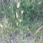 Hordeum marinum Habit