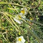 Helianthemum apenninumBlomst