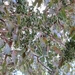 Zanthoxylum rhoifolium Fruit