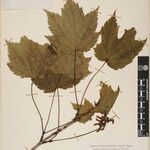 Acer caudatum Други