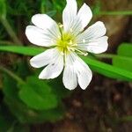 Cerastium alpinumFleur