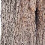 Quercus nigra Φλοιός