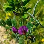 Vicia sativaFloro