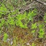Gymnocarpium robertianum Hábito