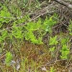 Gymnocarpium robertianum Habitat