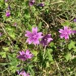 Malva sylvestrisFiore