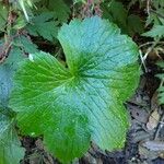 Ranunculus cortusifolius Leaf