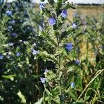 Echium asperrimum