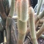 Cleistocactus hyalacanthus Liść