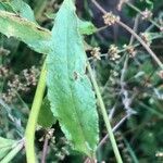 Rumex conglomeratus Leaf