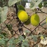 Cucumis dipsaceus Fruit