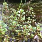 Lythrum portula Leaf