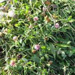 Trifolium pratense Habitat