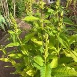 Chelone obliqua Plod