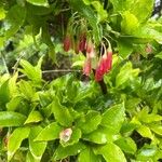 Vaccinium cylindraceum Flor